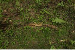 Photo Textures of Forest